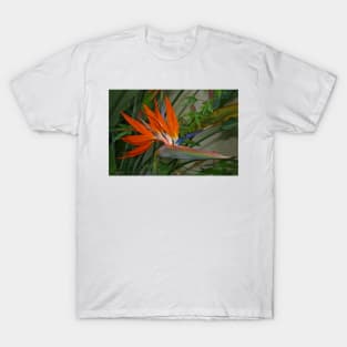 Bird of Paradise Flower T-Shirt